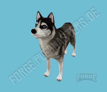 A_C_Husky — FiveM ped hash