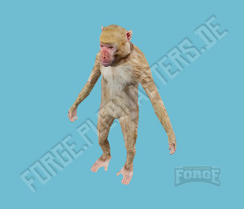 A_C_Rhesus — FiveM ped hash picture